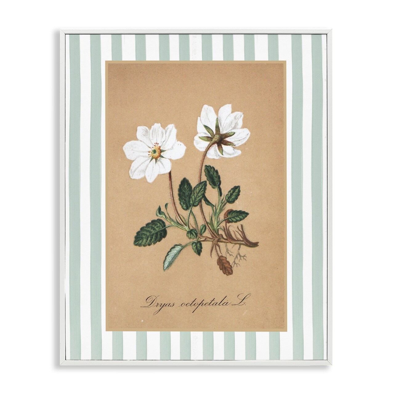 Stupell Industries White Flower Green Stripes Framed Giclee, design by Lettered and Lined
